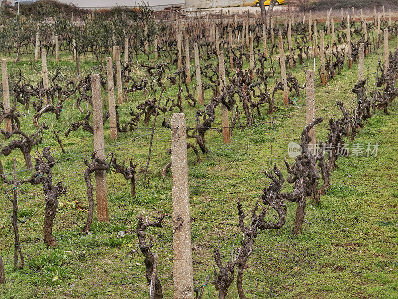 Vinyard Field Farm Medjugorje, Bosniz-Herzegovina报道